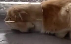 Cat Inside A Long Jar