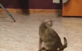 Even Cats Chase Their Own Tail - Animals - VIDEOTIME.COM