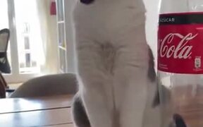 When Your Cat Tries To Hypnotize You - Animals - VIDEOTIME.COM