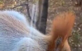 Human Sharing Food And Water With Squirrel - Animals - VIDEOTIME.COM