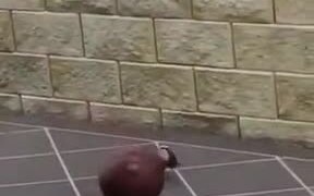 Bird Playing With A Ball - Animals - VIDEOTIME.COM