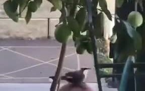 Bird Playing With A Ball