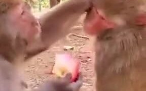Monkeys Are As Mean As Humans - Animals - VIDEOTIME.COM