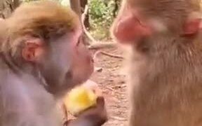 Monkeys Are As Mean As Humans - Animals - VIDEOTIME.COM