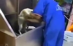 Funny Resistance Of Cat Getting A Bath