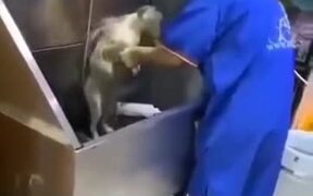 Funny Resistance Of Cat Getting A Bath