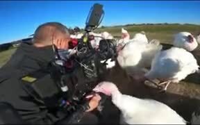 Turkeys Disturbing A Cameraman On Action