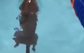 Dog Playing Fetch In The Pool - Animals - VIDEOTIME.COM