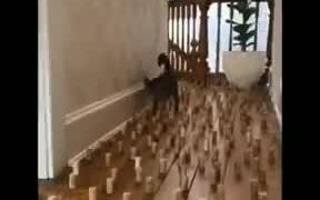 Pets Vs Obstacle Course At Home