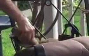 Man Playing With An Adorable Squirrel - Animals - VIDEOTIME.COM