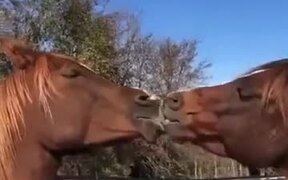 Two Horses Kissing Each Other - Animals - VIDEOTIME.COM
