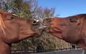 Two Horses Kissing Each Other