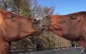 Two Horses Kissing Each Other - Animals - VIDEOTIME.COM