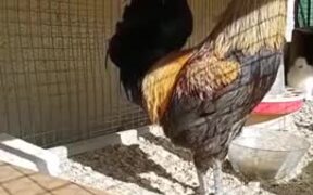 Rooster Literally Screaming Its Heart Out - Animals - VIDEOTIME.COM
