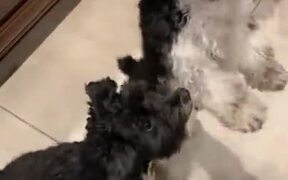 Feeding Five Dogs Pumpkin - Animals - VIDEOTIME.COM
