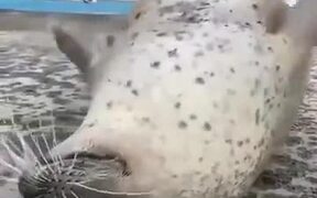 A Seal Creating An Upside-Down Flapping - Animals - VIDEOTIME.COM