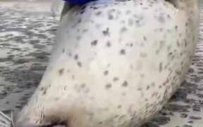 A Seal Creating An Upside-Down Flapping