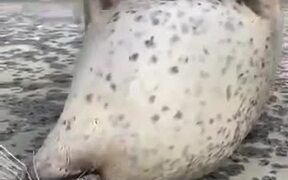 A Seal Creating An Upside-Down Flapping