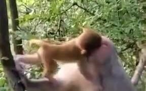 Monkey Child Kissing His Mother - Animals - VIDEOTIME.COM