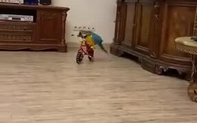 A Bicycle Riding Parrot