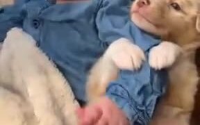 A Puppy Hugging Baby's Arm - Animals - VIDEOTIME.COM