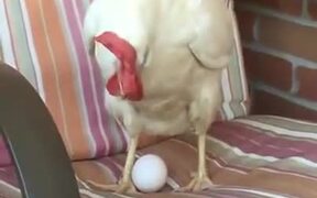 Chicken Laying Egg On A Chair
