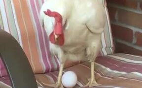 Chicken Laying Egg On A Chair - Animals - VIDEOTIME.COM