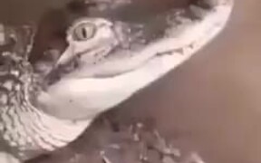 When A Dog's Spirit Enters Into A Crocodile
