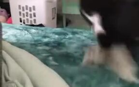 This Cat Plays Fetch