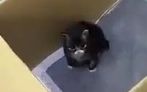 Just A Chonky Loud Kitten