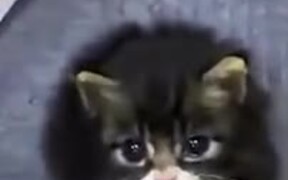 Just A Chonky Loud Kitten - Animals - VIDEOTIME.COM