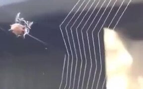 How Spiders Weave Their Nest - Animals - VIDEOTIME.COM