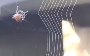 How Spiders Weave Their Nest - Animals - VIDEOTIME.COM