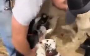 Goats Waiting For Turns To Get A Human Hug