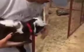 Goats Waiting For Turns To Get A Human Hug - Animals - VIDEOTIME.COM