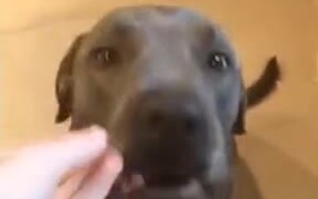 Savage Dog In Action - Animals - VIDEOTIME.COM