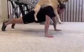 A Dog As An Exercise Partner