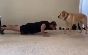 A Dog As An Exercise Partner - Animals - VIDEOTIME.COM