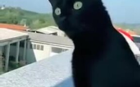 Cat Eagerly Listening To Screaming Neighbor