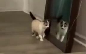 A Catfighting Itself - Animals - VIDEOTIME.COM