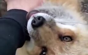 Two Adorable Laughing Fox - Animals - VIDEOTIME.COM
