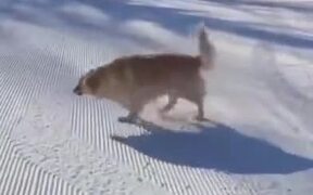 Ever Seen A Dog Sledding Video? - Animals - VIDEOTIME.COM