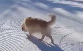 Ever Seen A Dog Sledding Video? - Animals - VIDEOTIME.COM