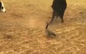The Bravest Duck In The World - Animals - VIDEOTIME.COM