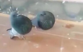 Fattest Pigeons You Will See