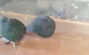 Fattest Pigeons You Will See