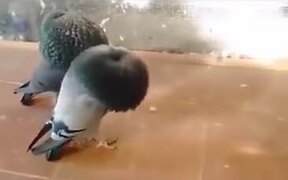 Fattest Pigeons You Will See - Animals - VIDEOTIME.COM