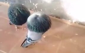 Fattest Pigeons You Will See - Animals - VIDEOTIME.COM