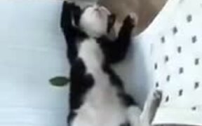 Cat Hilariously Sleeping On A Chair