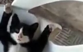 Cat Hilariously Sleeping On A Chair